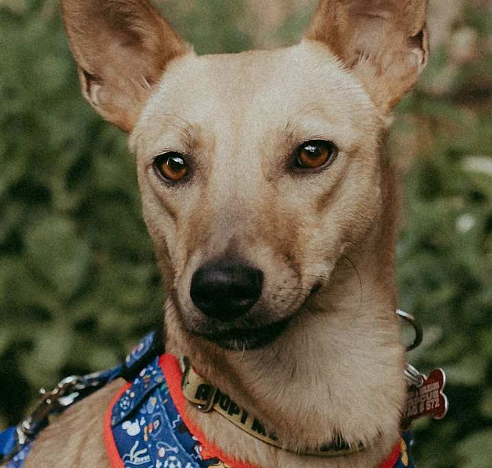 Photo of Miel