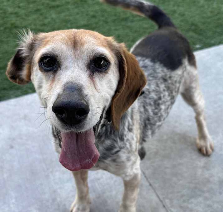Photo of Clarabelle