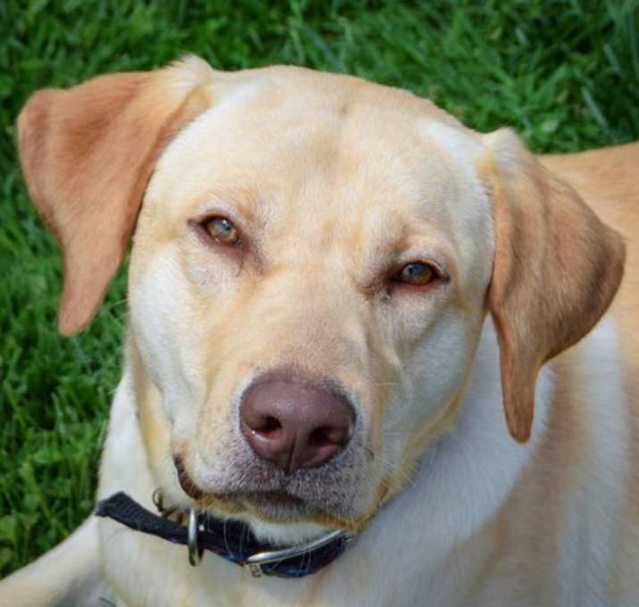 Photo of Sammy