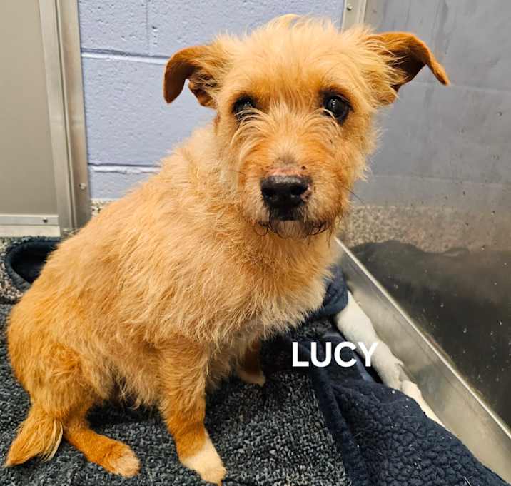 Photo of Lucy