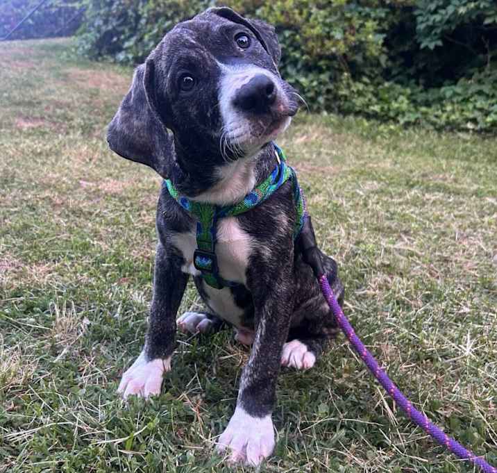 Photo of Cane