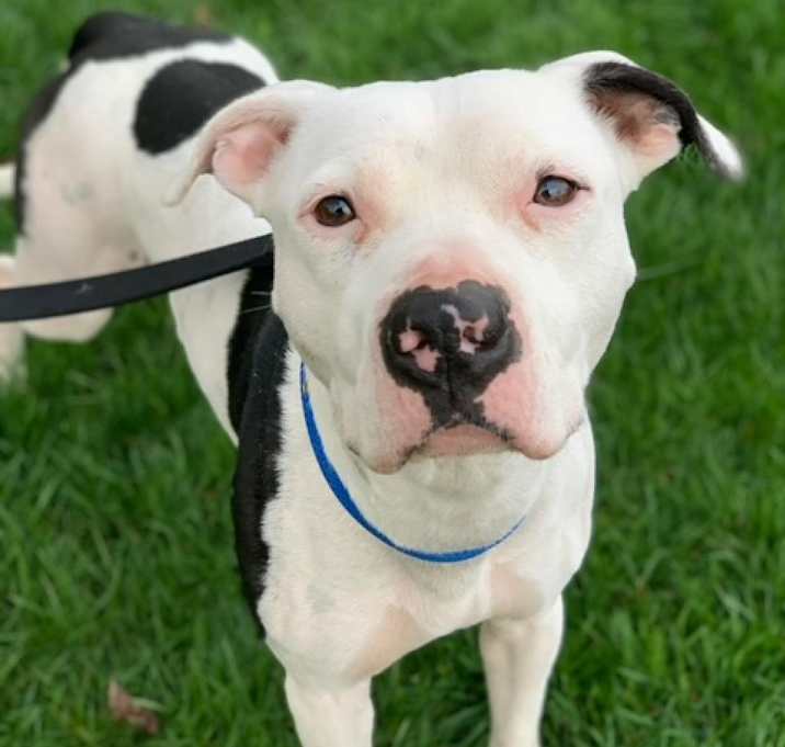 Photo of Petey - $0 Sponsored Adoption Fee!