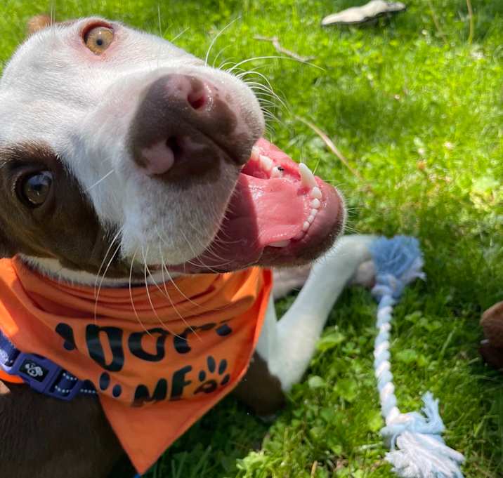 Photo of Barkley