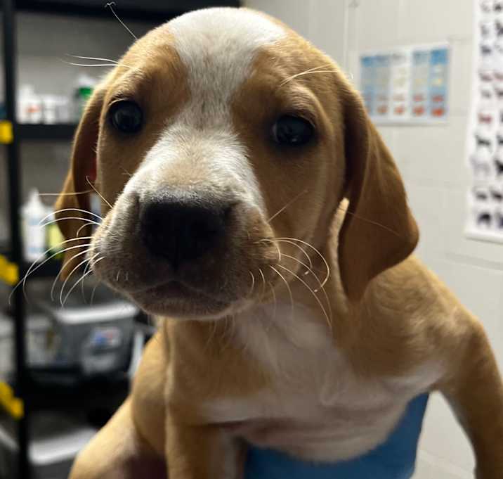Photo of Daisy