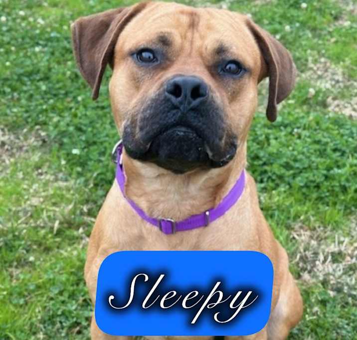 Photo of Sleepy