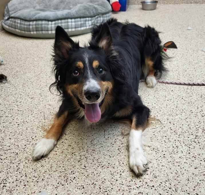 Photo of Remy 43942