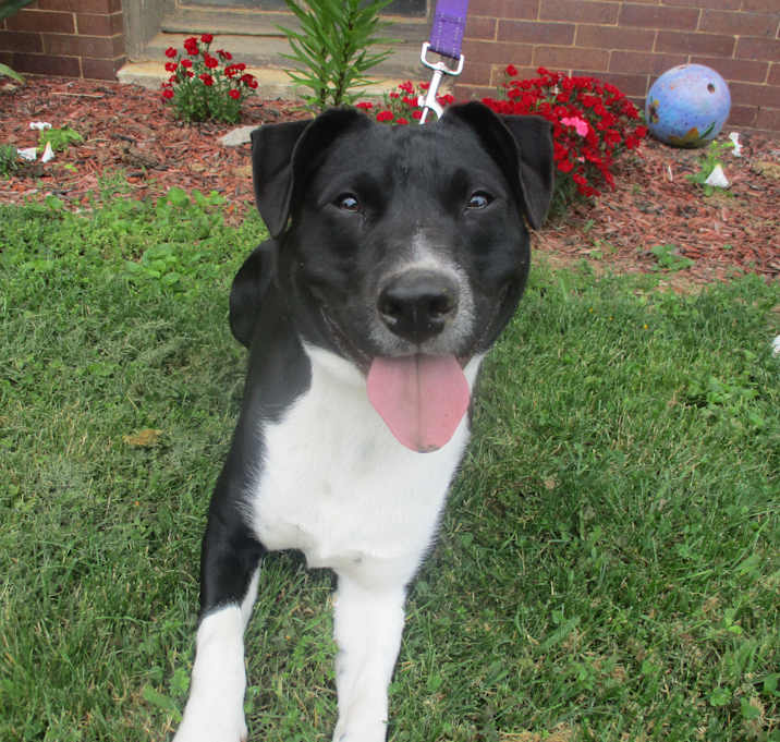 Photo of Mr. Pickles