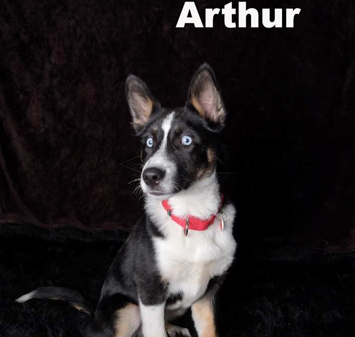 Photo of Arthur
