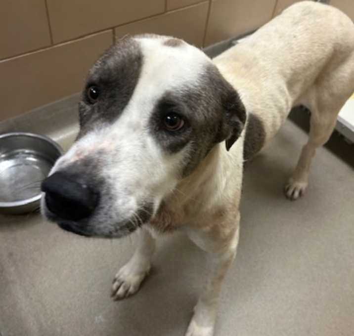 Photo of Roscoe