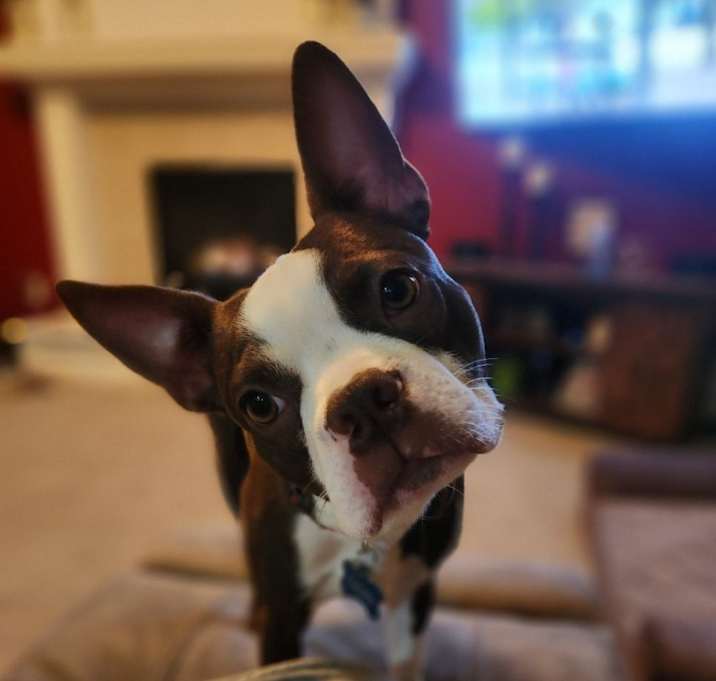 Photo of Odin