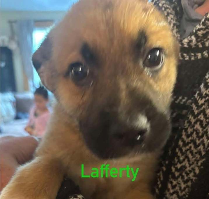 Photo of Lafferty