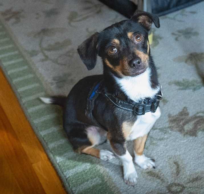 Photo of Joey
