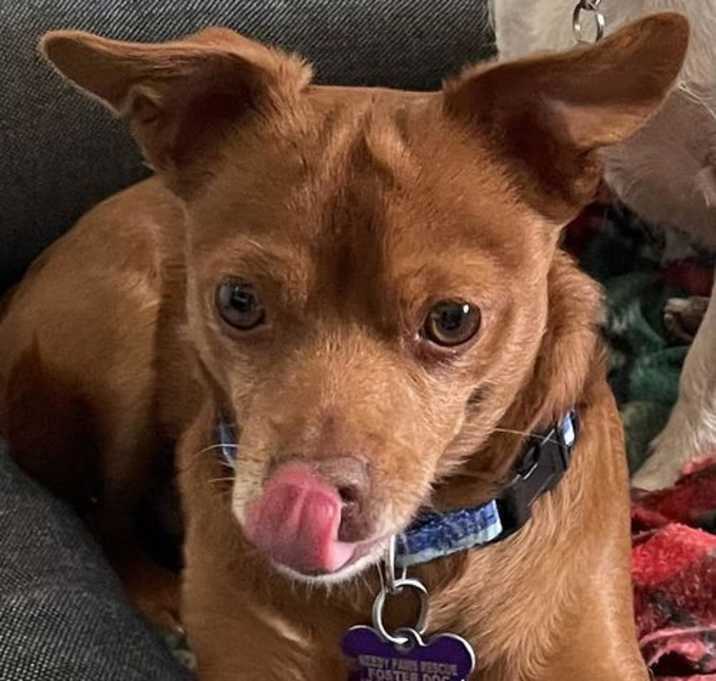 Photo of Hank