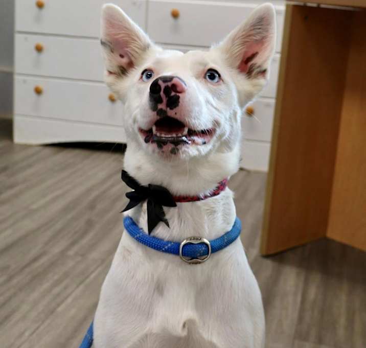Photo of Luna