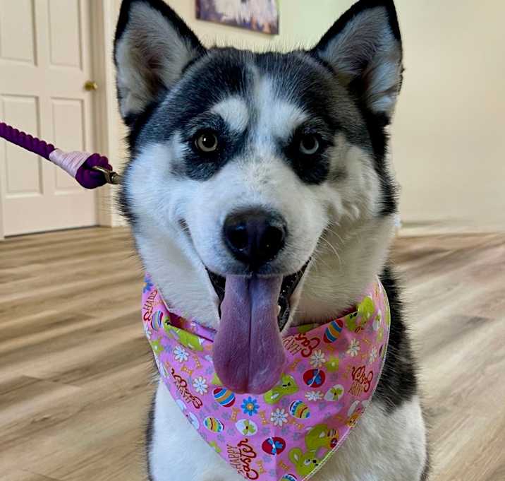 Photo of Akira