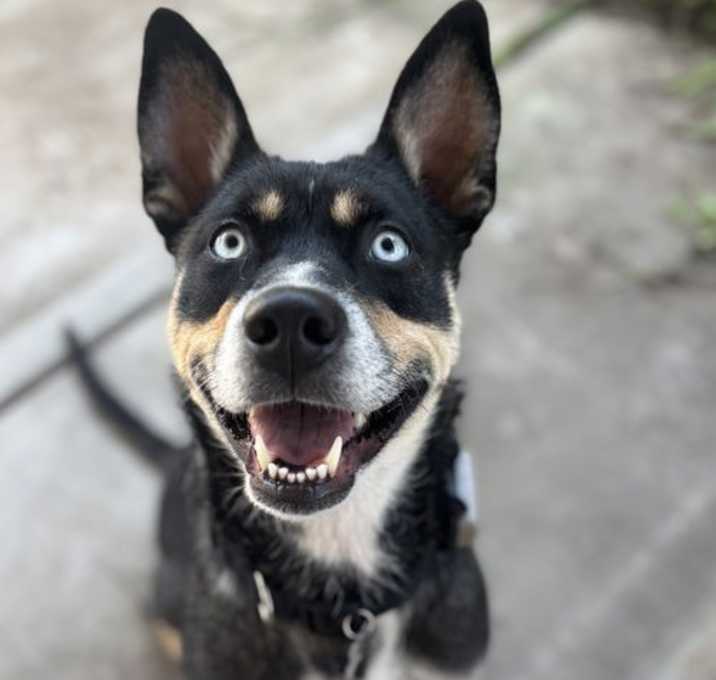 Photo of Chestnut