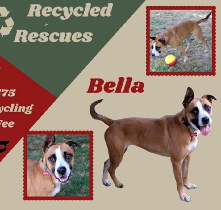 Photo of Bella (Recycle)