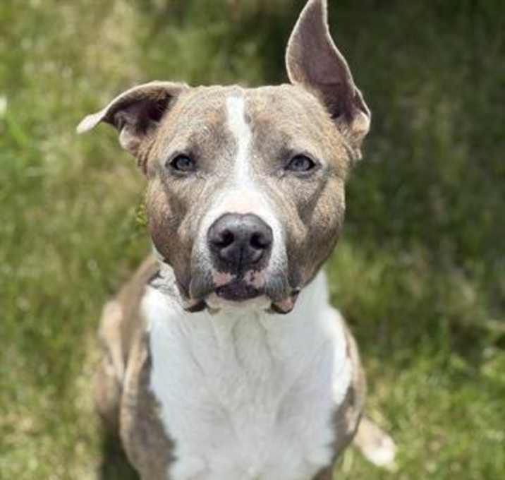 Photo of *INDIGO*