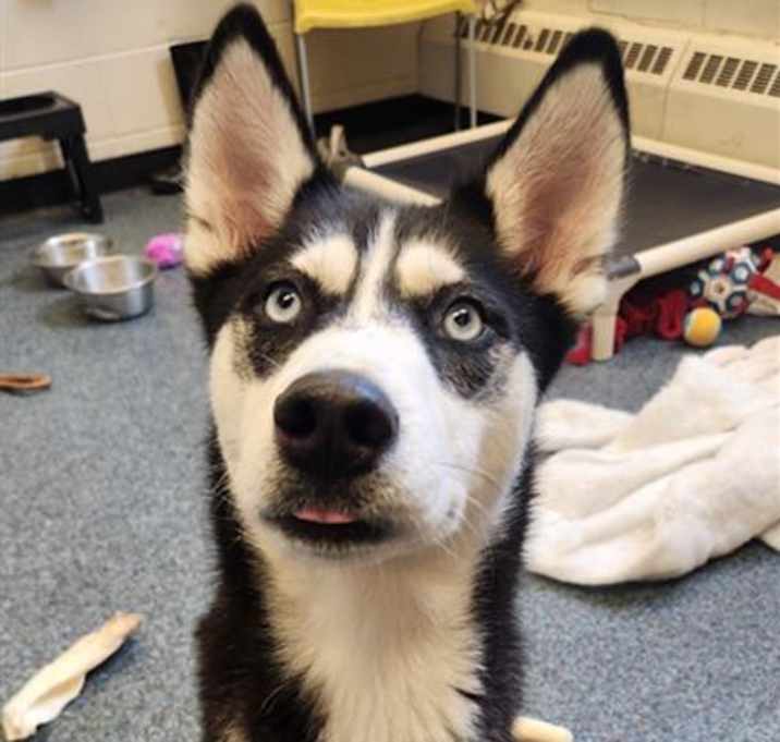 Photo of LUNA AZUL