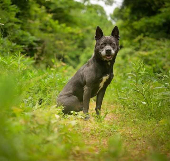 Photo of SMOKY