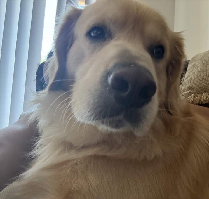 Photo of Tobey