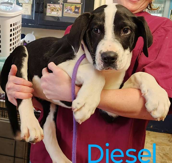 Photo of Diesel