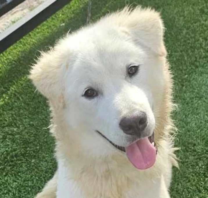 Photo of Teddy