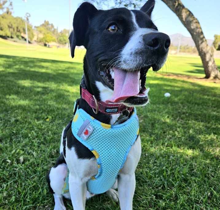 Photo of Oreo