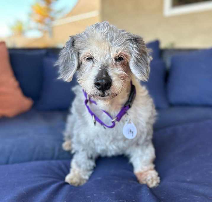 Photo of Pica Rose
