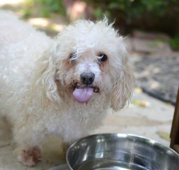 Photo of Big Ted (pending medical)