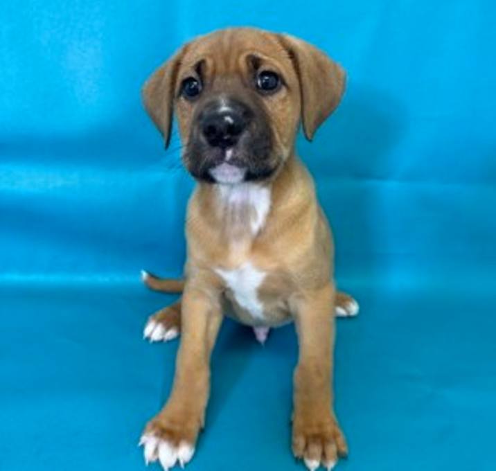 Photo of Cheddar
