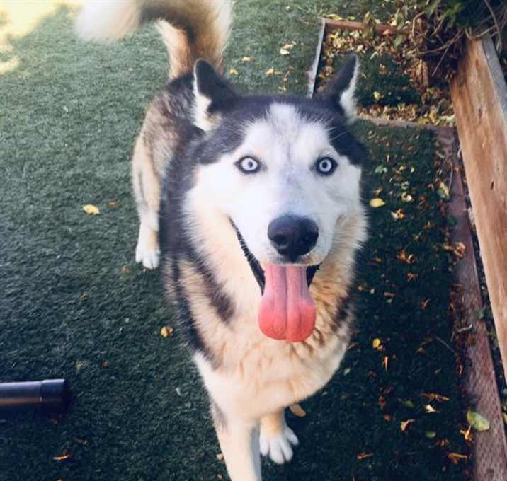 Photo of BALTO