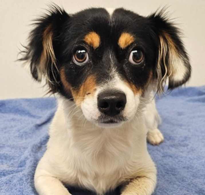 Photo of Piper