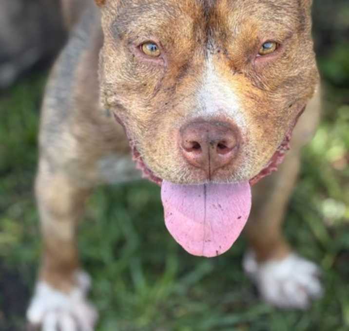 Photo of Stubby