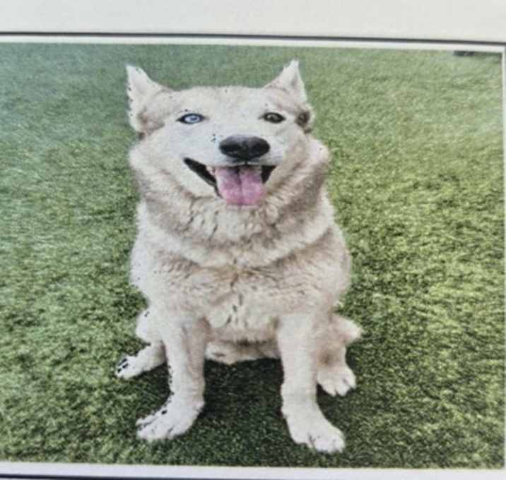 Photo of Bear