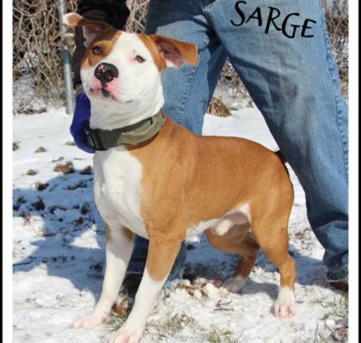 Photo of Sarge