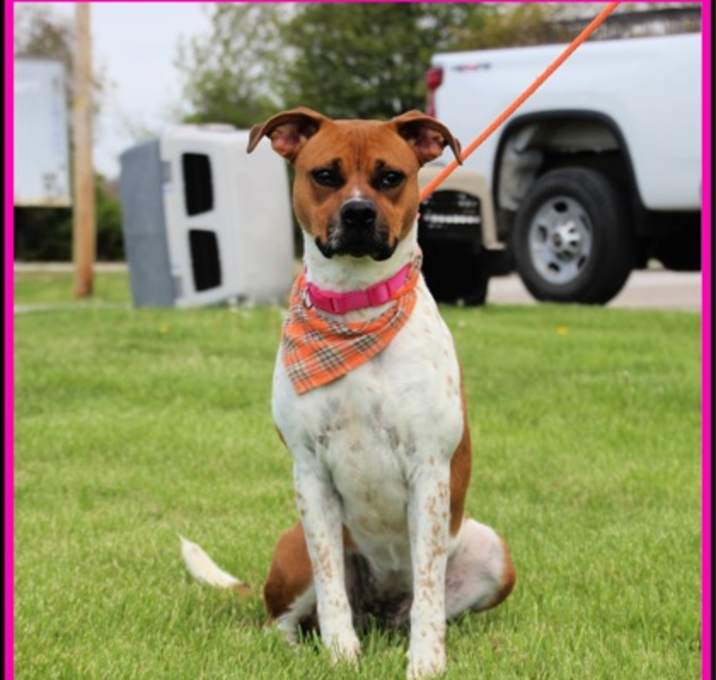 Photo of Layla