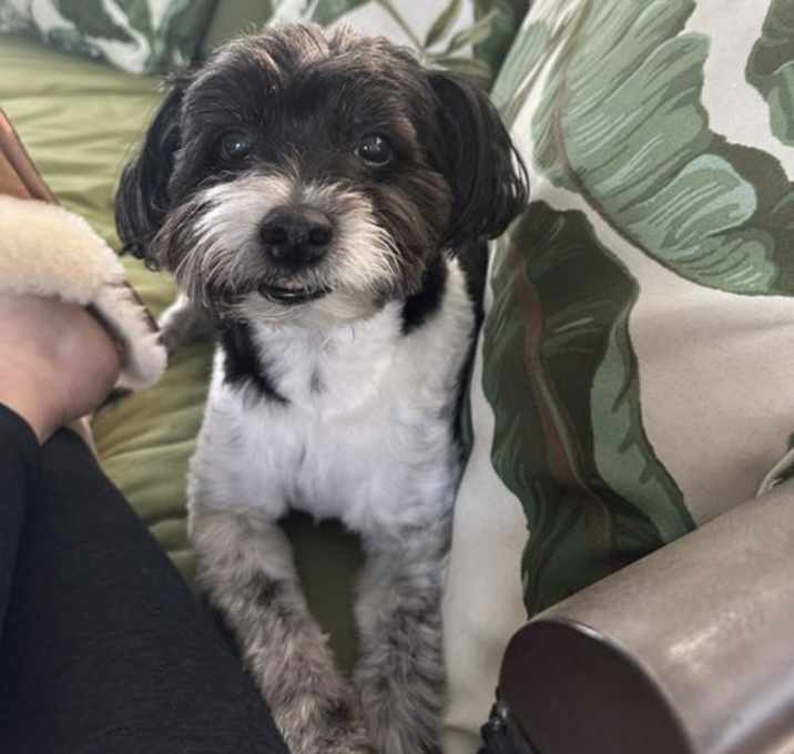 Photo of Oliver - M