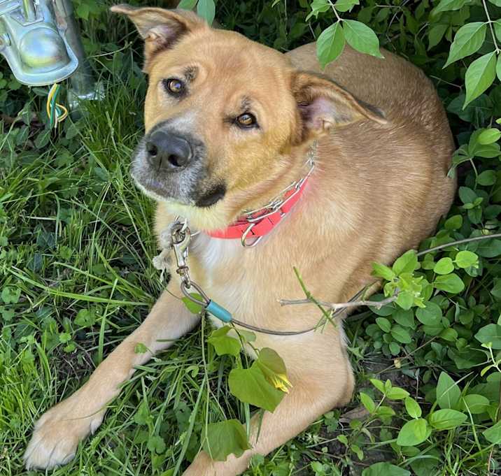 Photo of Copper