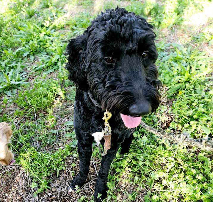 Photo of Archie