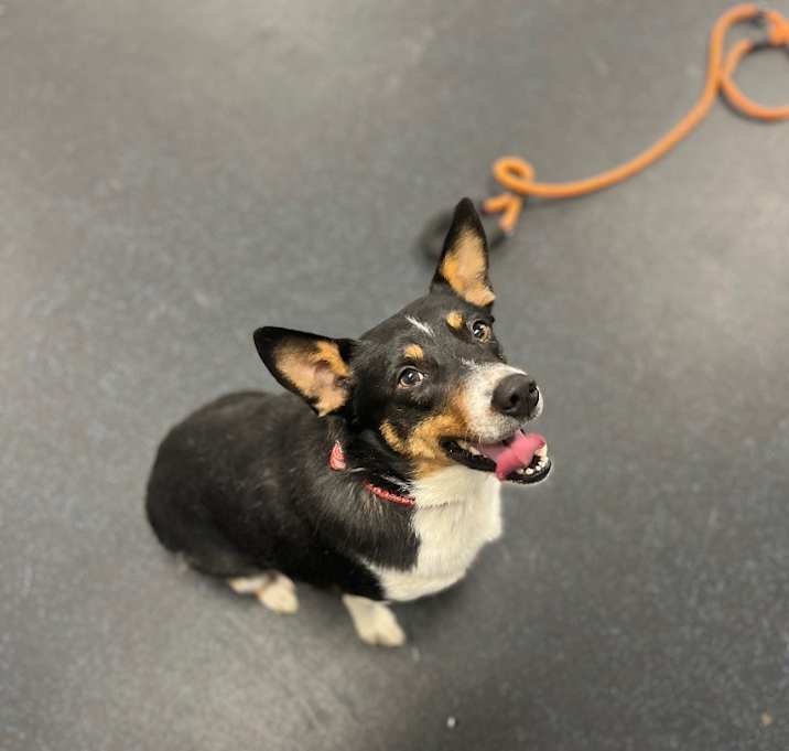 Photo of Oscar