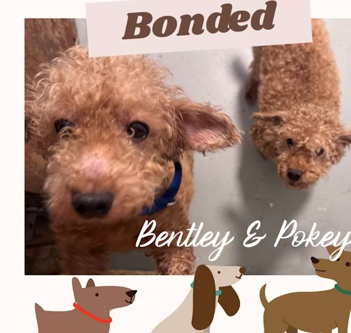 Photo of Poodle-1Bently