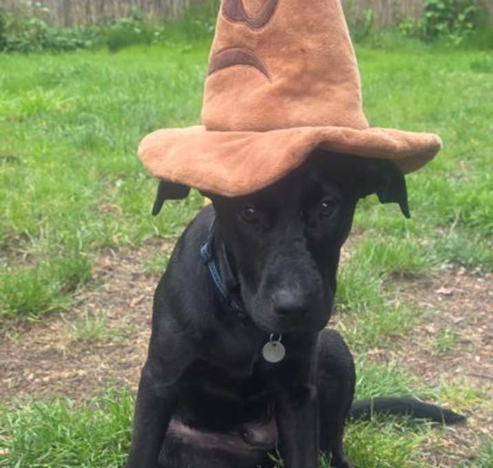 Photo of Samson