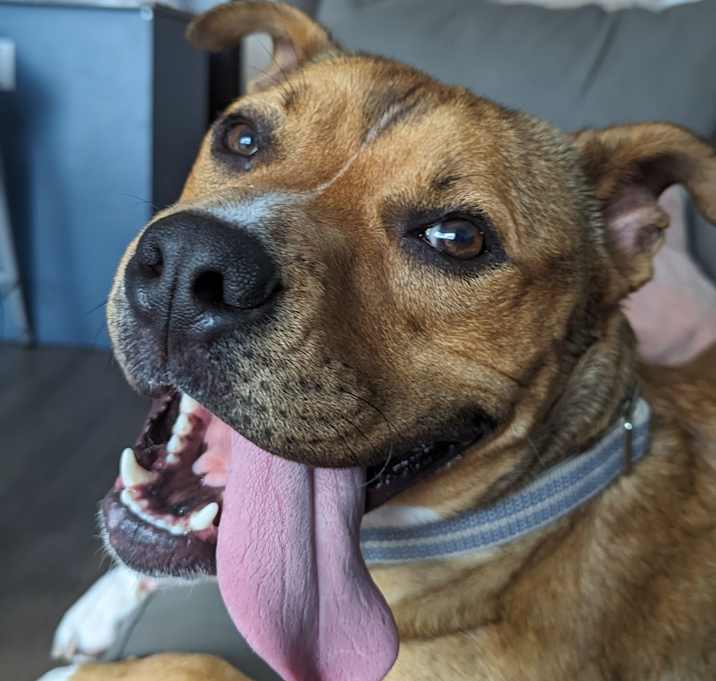 Photo of Tucker