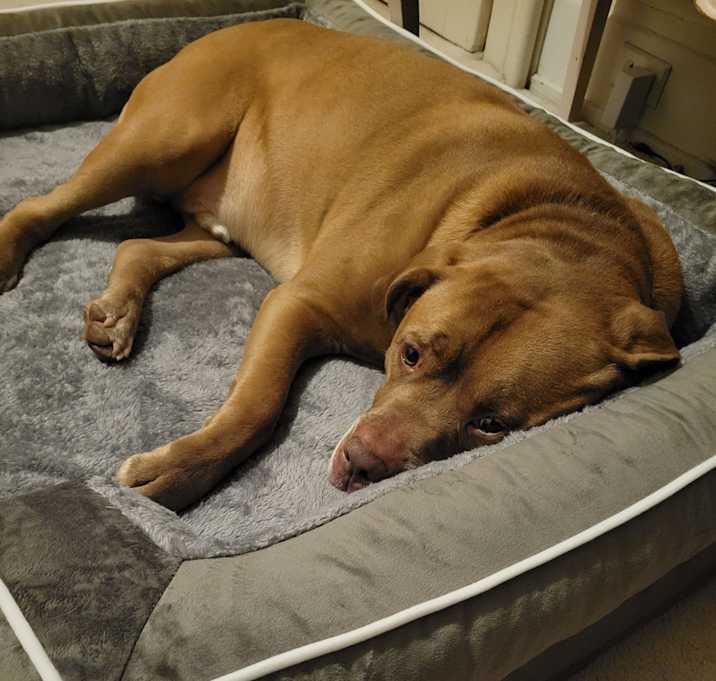 Photo of Bo