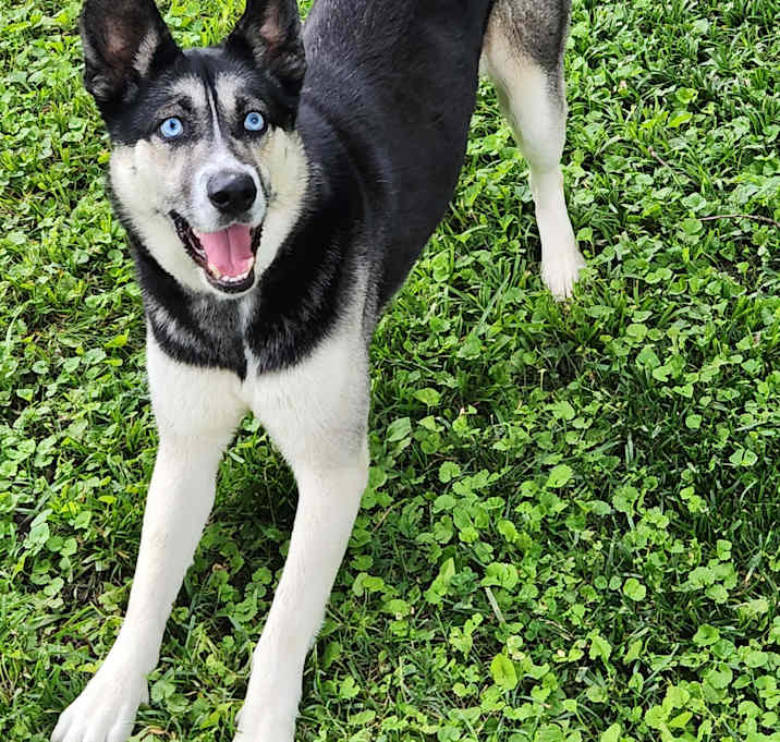 Photo of Marley