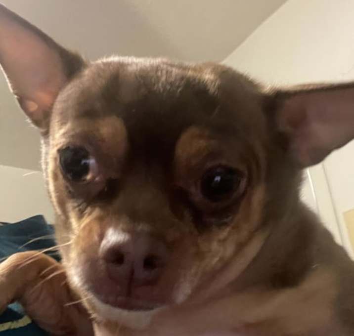 Photo of Shyla