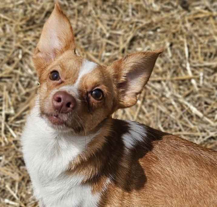 Photo of Diamond and Gizmo