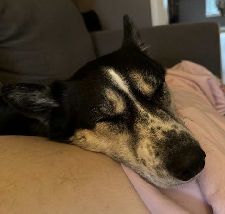 Photo of Bella