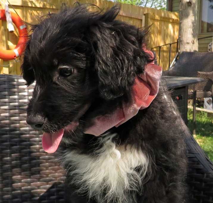 Photo of Vivi
